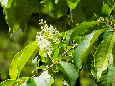 写真:穂状に咲くイヌザクラ