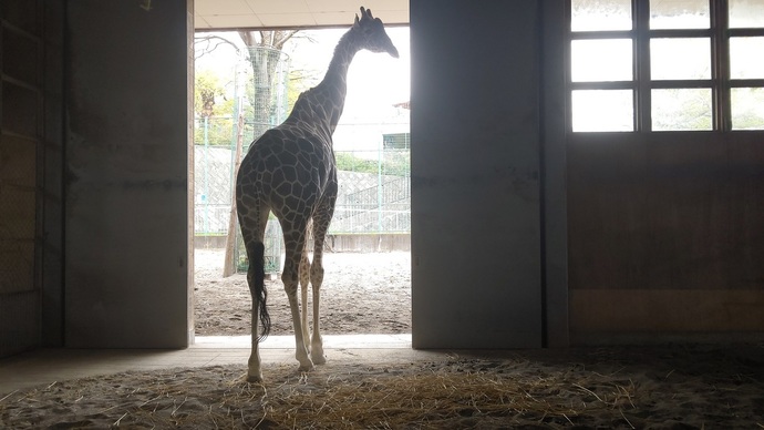 キリンが展示場へでる写真