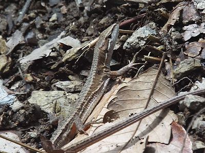 写真:ウロコがガサガサのニホンカナヘビ