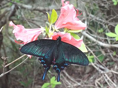 写真:黒い羽が青く光るカラスアゲハ
