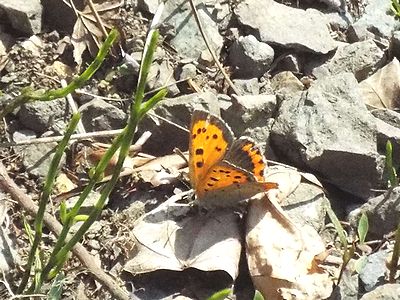 写真:オレンジ色の小さな蝶、ベニシジミ