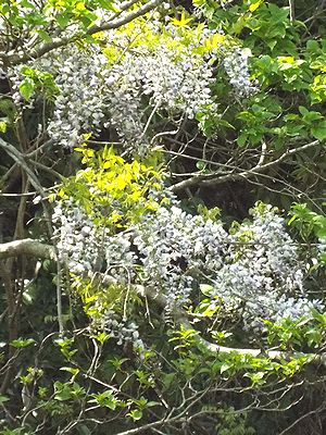 写真:他の植物の樹冠から花の房をゆらす藤の花