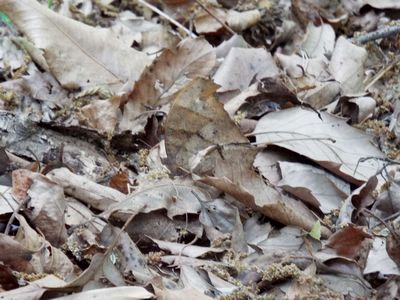 写真:落ち葉に擬態するクロコノマチョウ