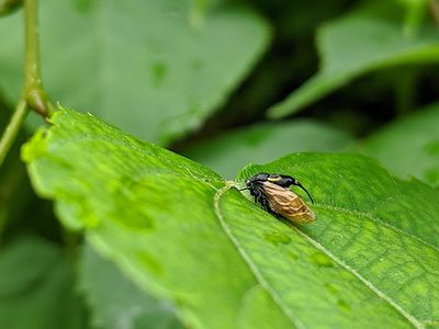 写真:頭部に角のあるタケウチトゲアワフキ