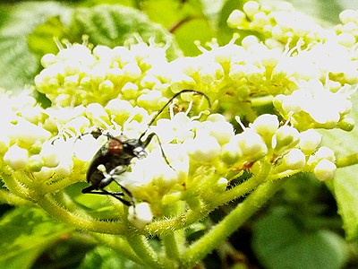 写真:ガマズミの花によじのぼるホタルカミキリ