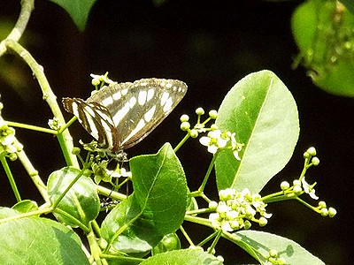 写真:マユミの花にストローをのばすコミスジ