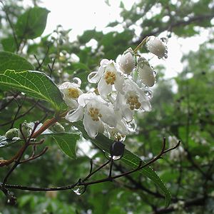 写真:下向きの花を並べるウツギ