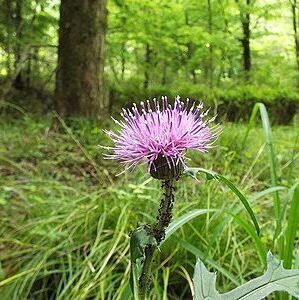 写真:紫色のボンボンのようなノアザミの花