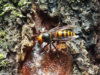 写真:樹液をなめにきたオオスズメバチ