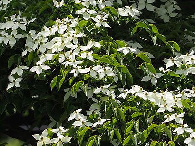 写真:白いハンカチのようなヤマボウシ