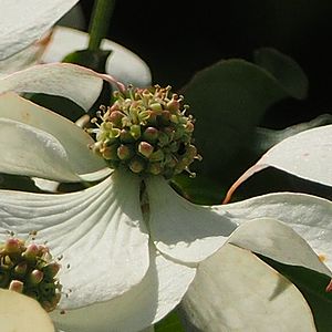 写真:緑色の球状のヤマボウシの花