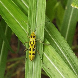 写真：黄色と黒色の模様のキイロトラカミキリ