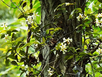 写真:林内の木にからみつくつる植物のテイカカズラ