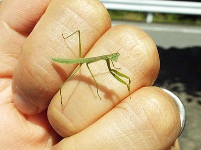 写真:糸のように細い体のカマキリの幼虫