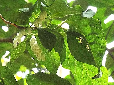 見上げると木漏れ日とネジキの白い花が美しい