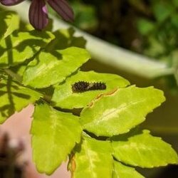 写真:1センチメートルほどになったイモムシ