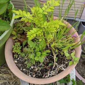 写真:植木鉢に植えたサンショウ