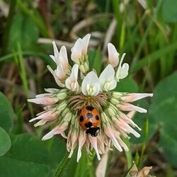 写真:ツメクサの花にとまるナナホシテントウムシ