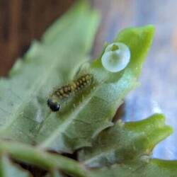 写真:穴が空き透明になった卵と幼虫