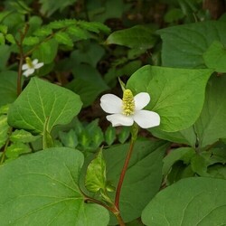 写真:木陰に咲くドクダミ