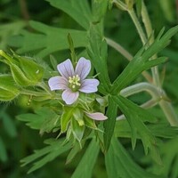 写真:ゲンノショウコそっくりのアメリカフウロの花