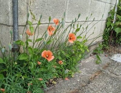 写真:風にゆれるナガミヒナゲシ