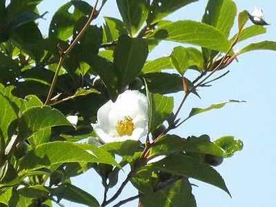 写真:大きな真っ白な花に太陽の陽があたりまぶしい