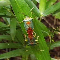 写真:セアカツノカメムシのペア