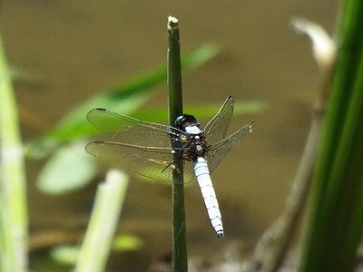 写真:水色の体に黒い目、羽の付け根の黒斑が特徴のオオシオカラトンボ