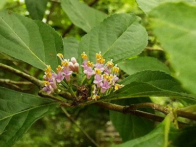 写真:薄紫の花弁から黄色い雄しべが飛び出すムラサキシキブ