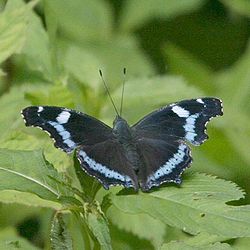 写真:黒地に水色の筋が綺麗な蝶、ルリタテハ