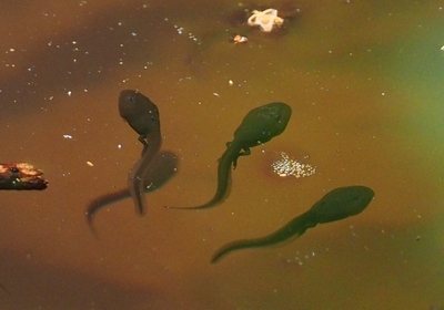 写真:足の生えたアズマヒキガエルのオタマジャクシ