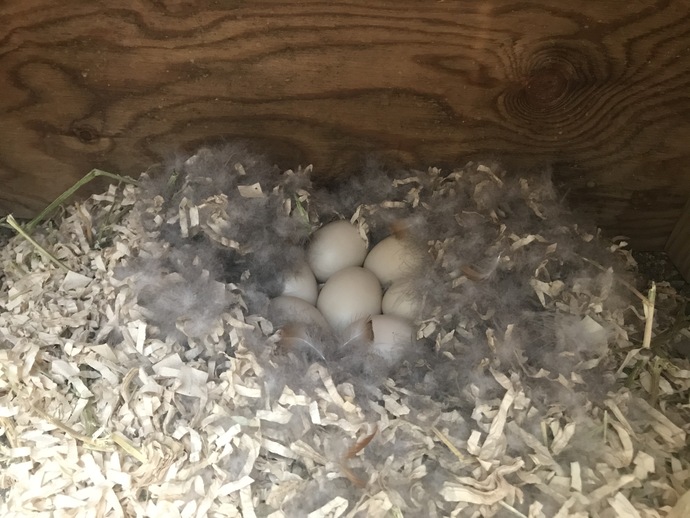 アカツクシガモの卵の写真