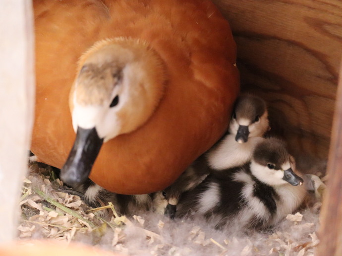 孵化したヒナを体の下に入れて温める母鳥の写真