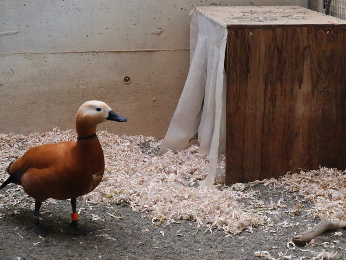 巣箱の周りで警戒する父鳥の写真