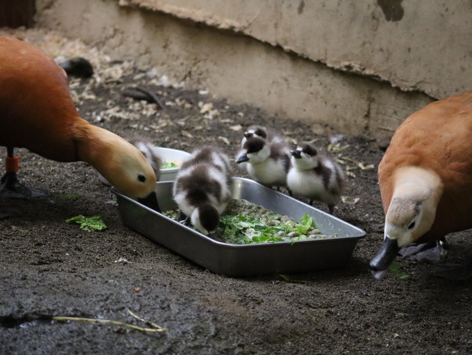 親と一緒にエサを食べるヒナたちの写真