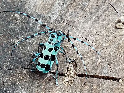 写真:2匹のルリボシカミキリ