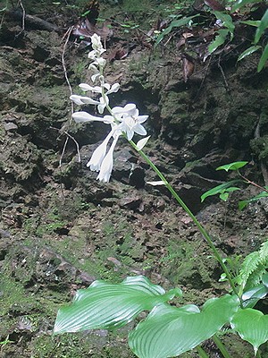 写真:木陰で白い花を咲かすオオバギボウシ