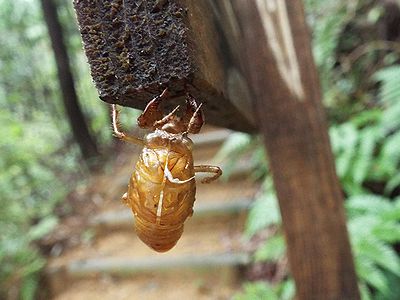 写真:道案内の看板につかまるアブラゼミの抜け殻