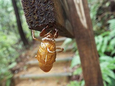 写真：道案内の看板につかまるアブラゼミの抜け殻