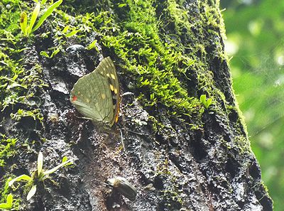 写真:樹液をすうオオムラサキ