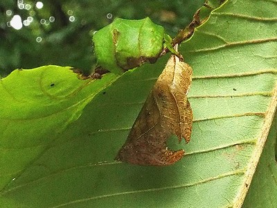 写真:枯葉に擬態したスミナガシの蛹