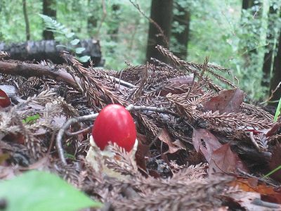 写真:ゆで卵のような幼菌から赤い傘をだしたタマゴタケ