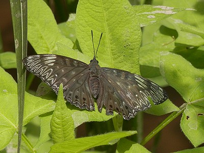 写真:黒い羽に白い白斑が散らばるスミナガシ