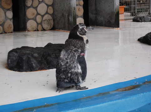 換羽中のペンギンの写真