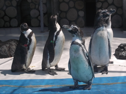 換羽しているペンギンとしていないペンギンの写真