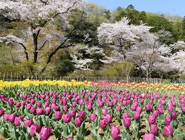 テーマ7の最優秀作品1：吾妻公園の桜とチューリップ