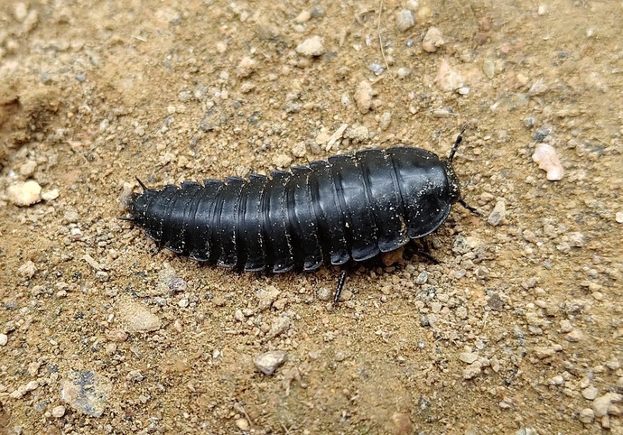 死んだ動物を食べる虫であるシデムシの幼虫の写真