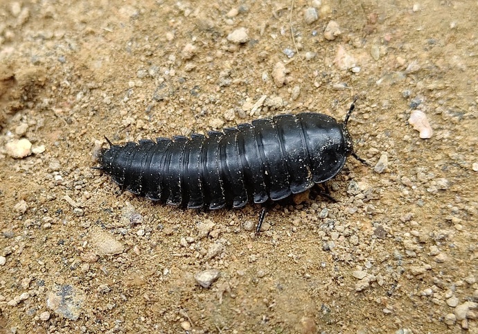 生き物たちが繋ぐ 命のバトン 令和2年8月28日 桐生市ホームページ