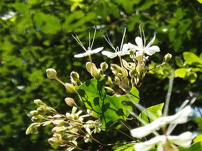 写真:白い花弁と長く飛び出した雄しべが蝶を思わせるクサギの花